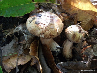 Bosco_Nicolosi - 01-11-2012 08-44-10.JPG